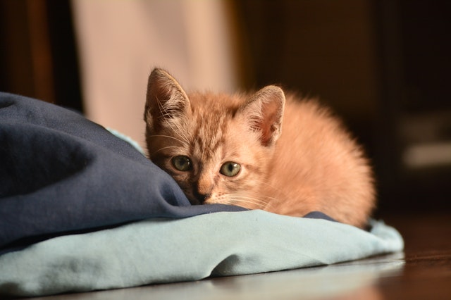 How Do Cats Act Before An Earthquake How Do Cats Act Before An Earthquake