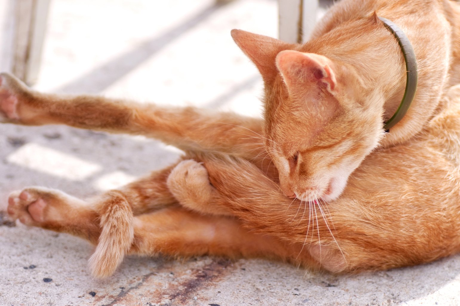 How Do Cats Get Worms