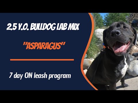 BULLDOG LAB MIX / DOG TRAINING