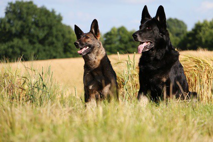 Why Are Some German Shepherds Black