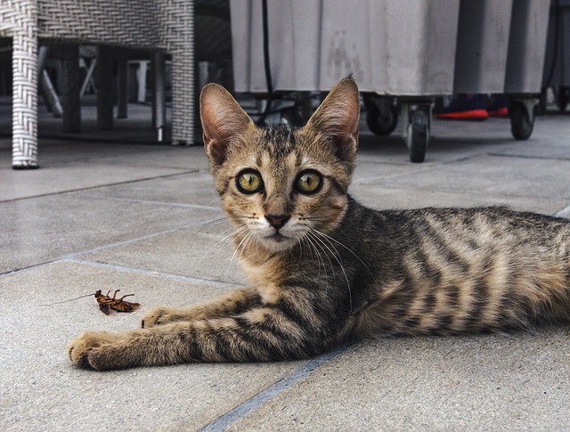 Can Cats Eat Insects