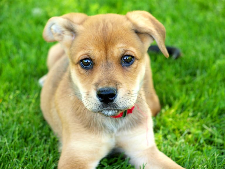 Rottweiler Boxer Mix The Boxweiler Breed Guide