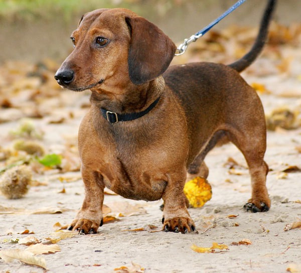 Dachshund mother's number of puppies