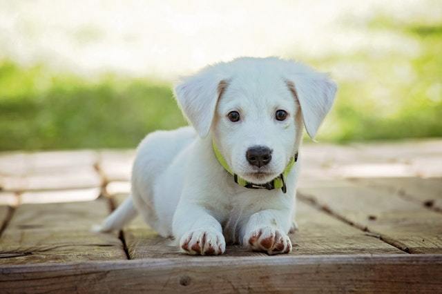 How Big Will My Mutt Puppy Get 
