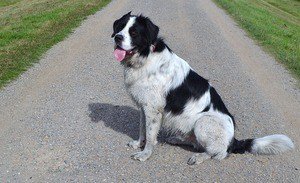 St. Bernard Lab Mix Breed: The Labernard Complete Guide