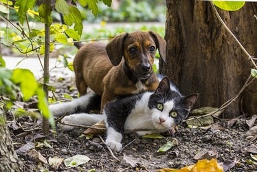 dachshunds