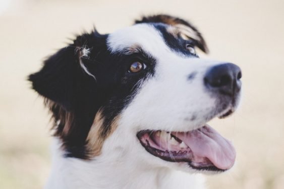 Picture of My Dog Is Shaking and Panting: What Do I Do?