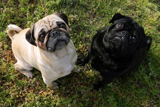 Why Does My Dog Fart So Much?