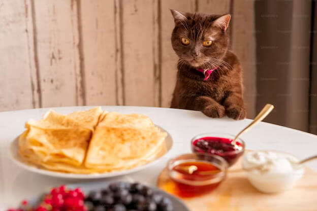 cat eat chicken