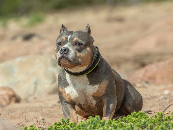micro pocket american bully