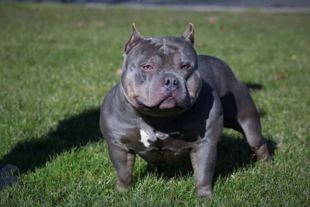 mini bully