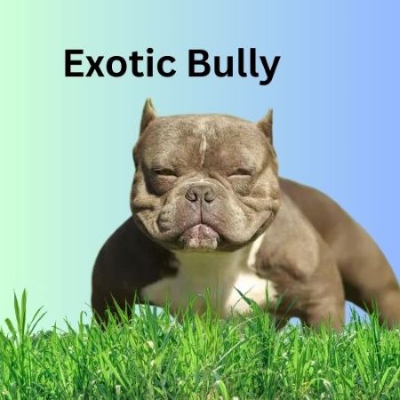 Exotic bullies