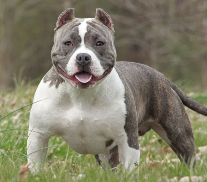 pocket bully breed